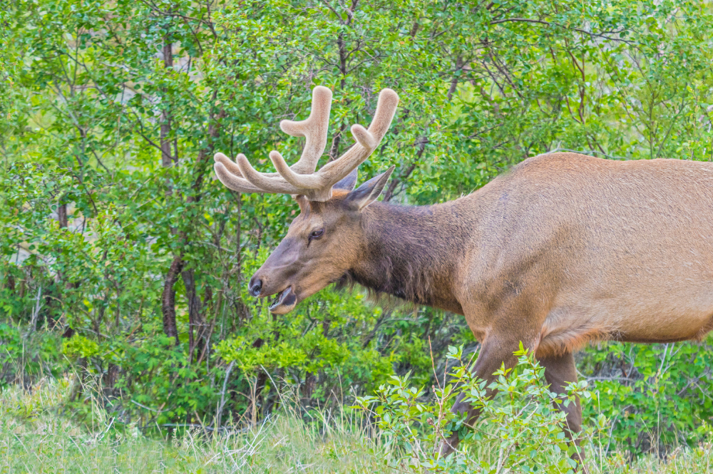 Elk Velvet Antler Benefits For Dogs at Carol Kitchen blog